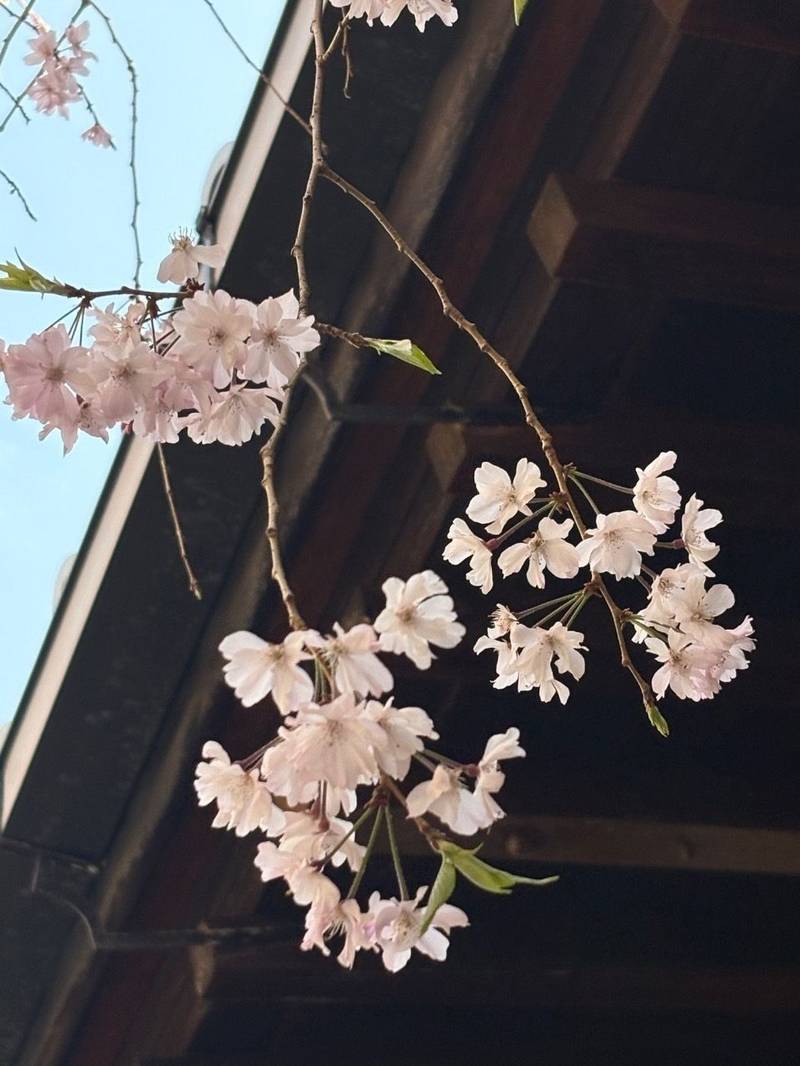 寿光寺,大阪府大阪市城東区中浜２丁目１０−２６