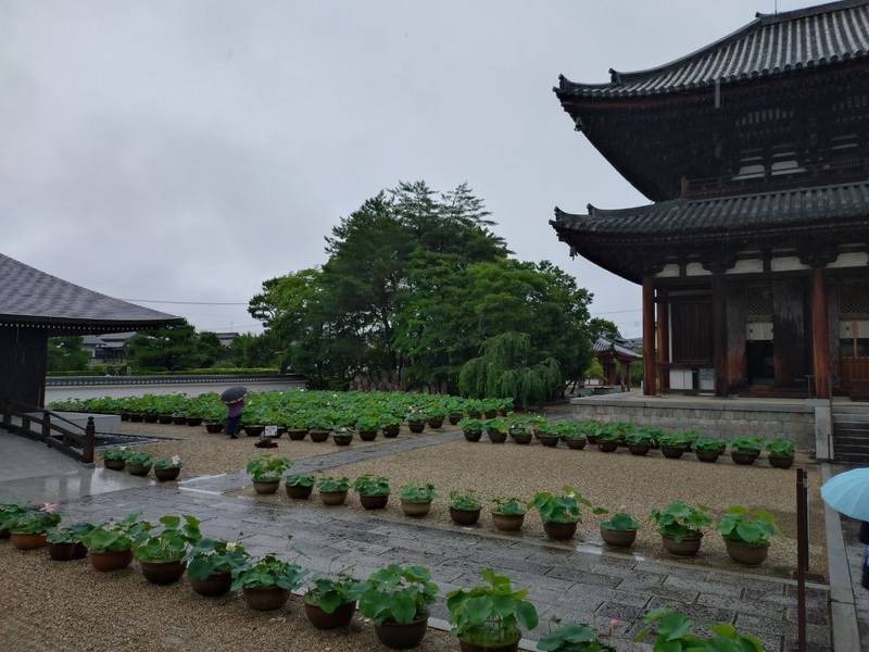 喜光寺,奈良県奈良市菅原町508