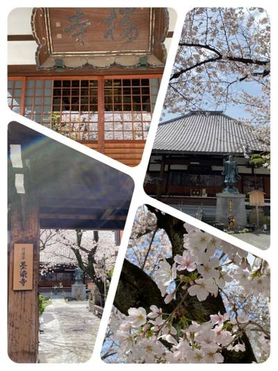 墨染寺,見どころ,宮清