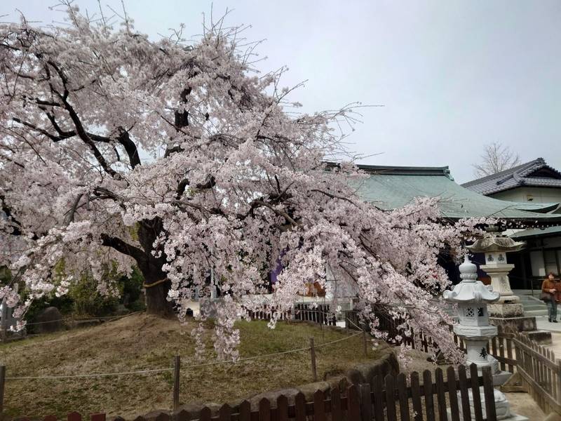 観音神社,広島県広島市佐伯区坪井1-32-9