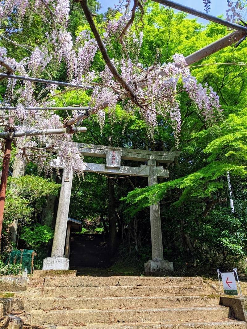 白山神社,千葉県匝瑳市木積１２１３
