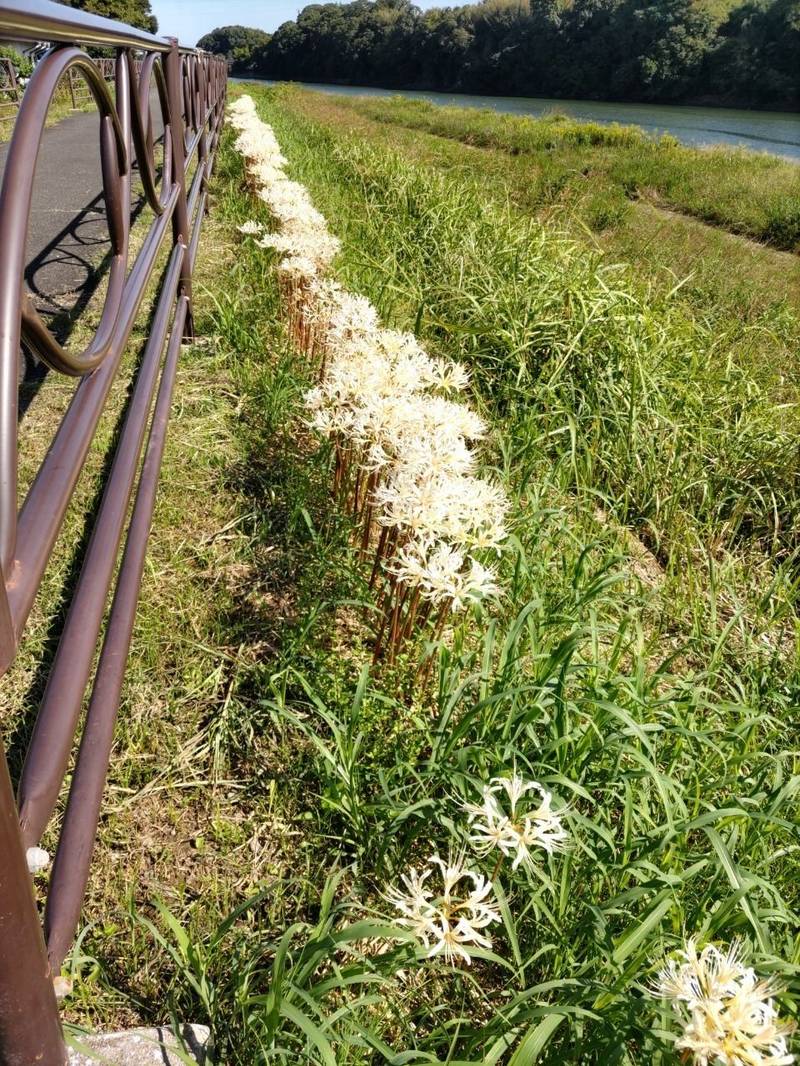 蓮光寺,大分県宇佐市江須賀