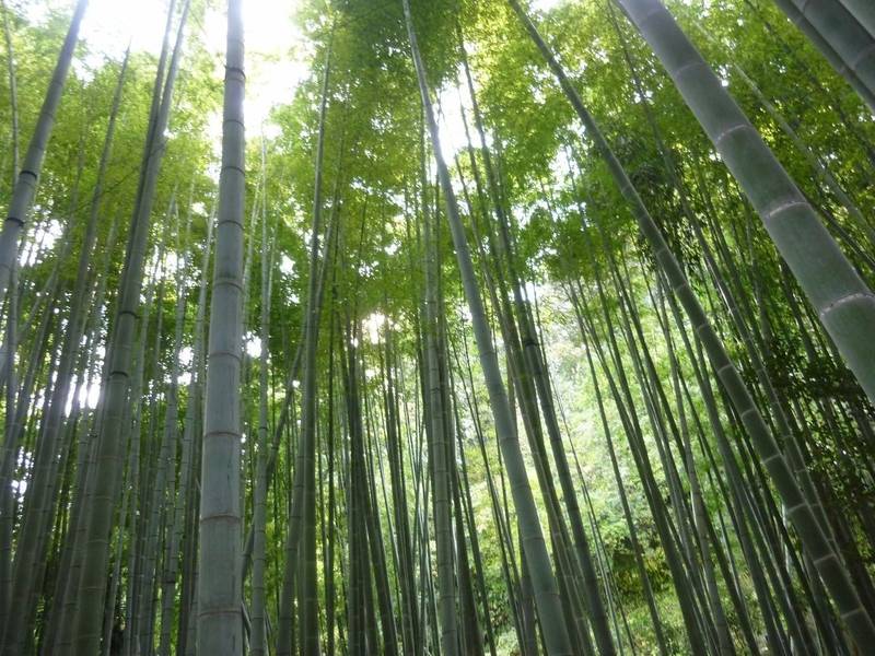 報国寺     (竹の寺),神奈川県鎌倉市浄明寺2-7−4