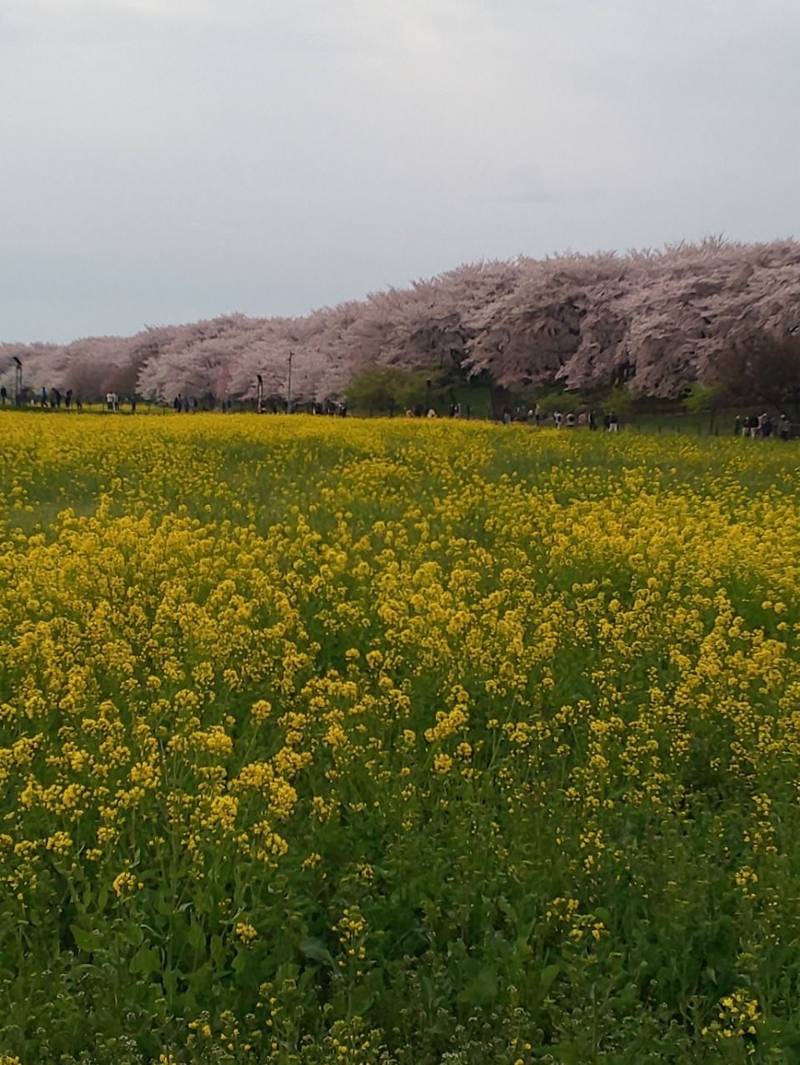 熊野権現社,埼玉県幸手市北3-10-19