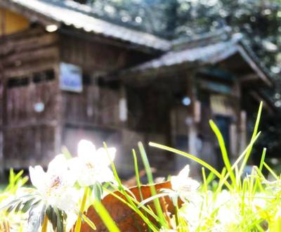田殿神社,見どころ,タッツン