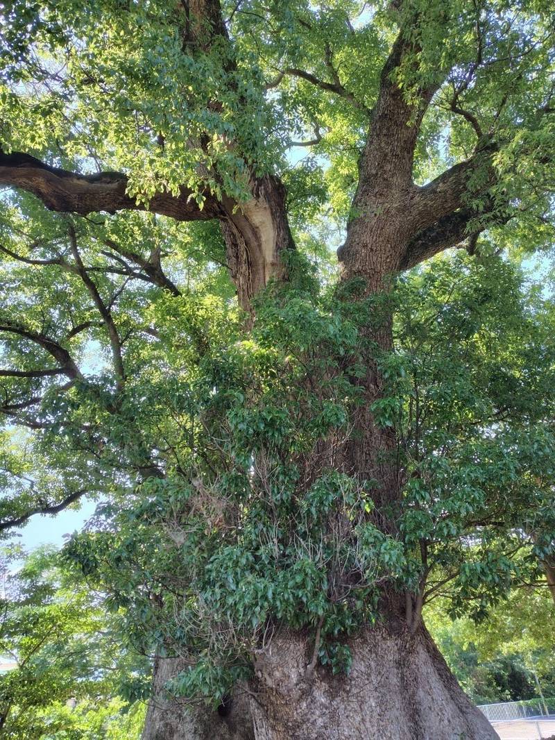 八大龍王神社,徳島県美馬市脇町字拝原1930-1