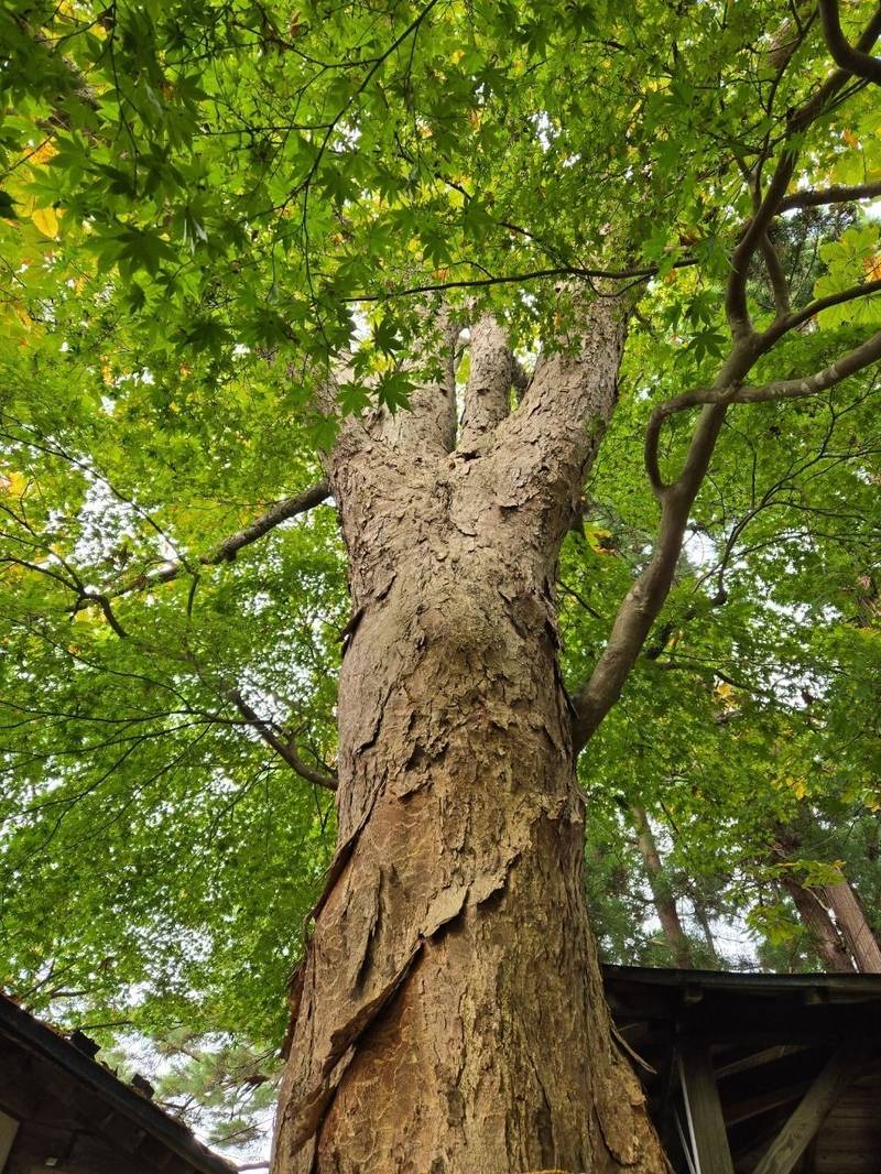 愛宕神社,秋田県湯沢市愛宕町字東松沢, 町山１３