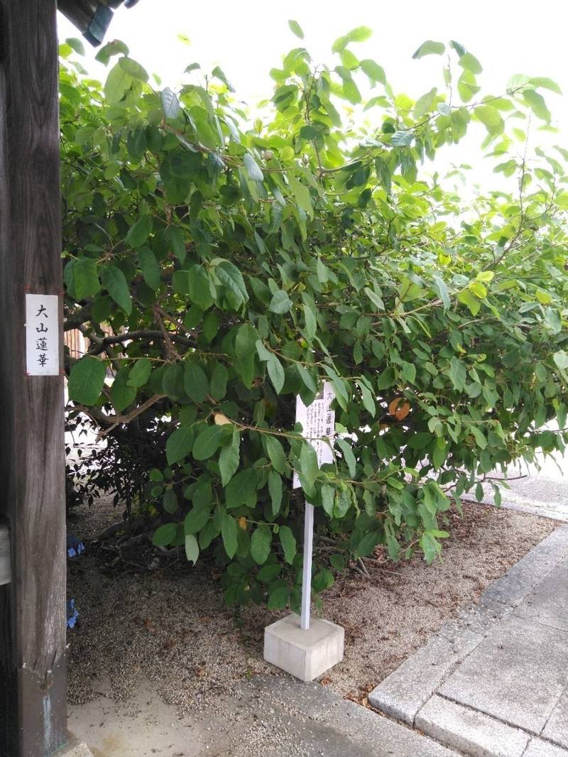 蓮蔵寺,三重県津市戸木町2078番地