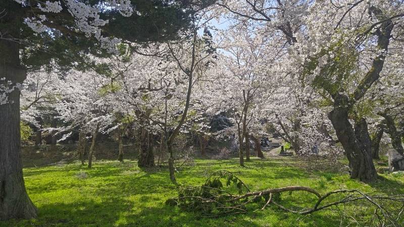 山神社  (本合海),山形県新庄市本合海４２