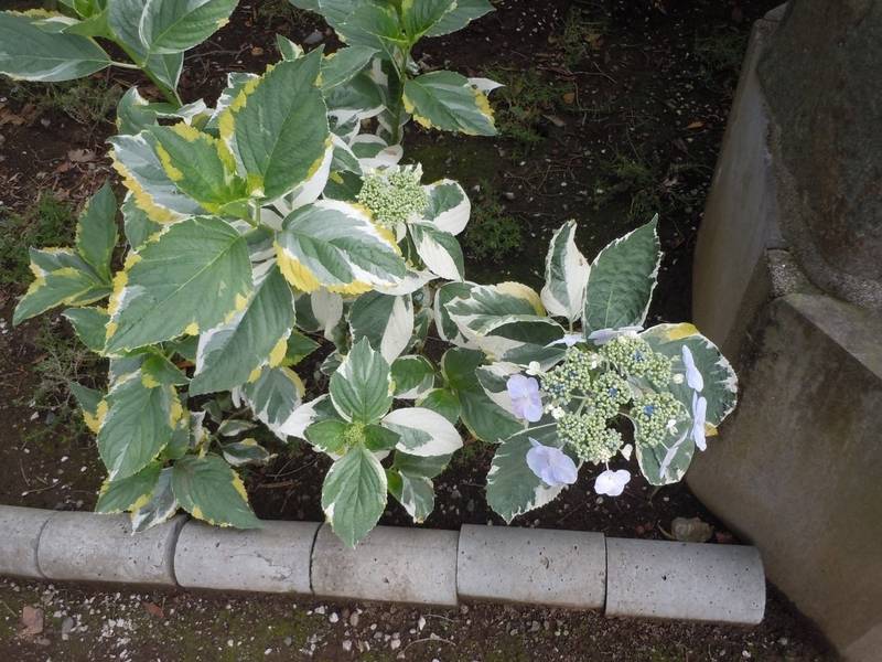 箕光山　保安寺,埼玉県熊谷市箕輪180