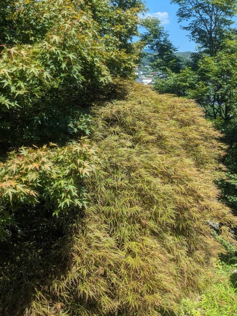 永源寺        (もみじ寺),茨城県久慈郡大子町大子1571