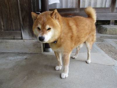 比曽寺,見どころ,とっちー