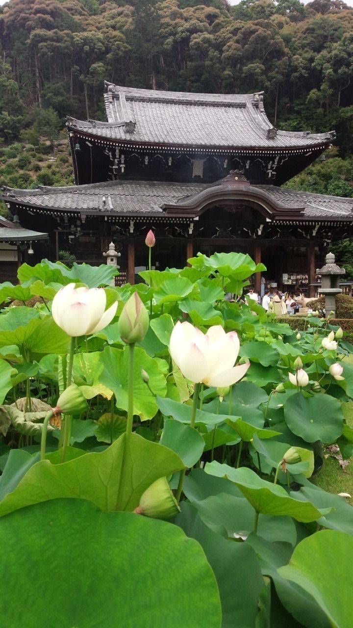 三室戸寺 宇治市 京都府 の見どころ 本堂と蓮 境 By 勝野武士