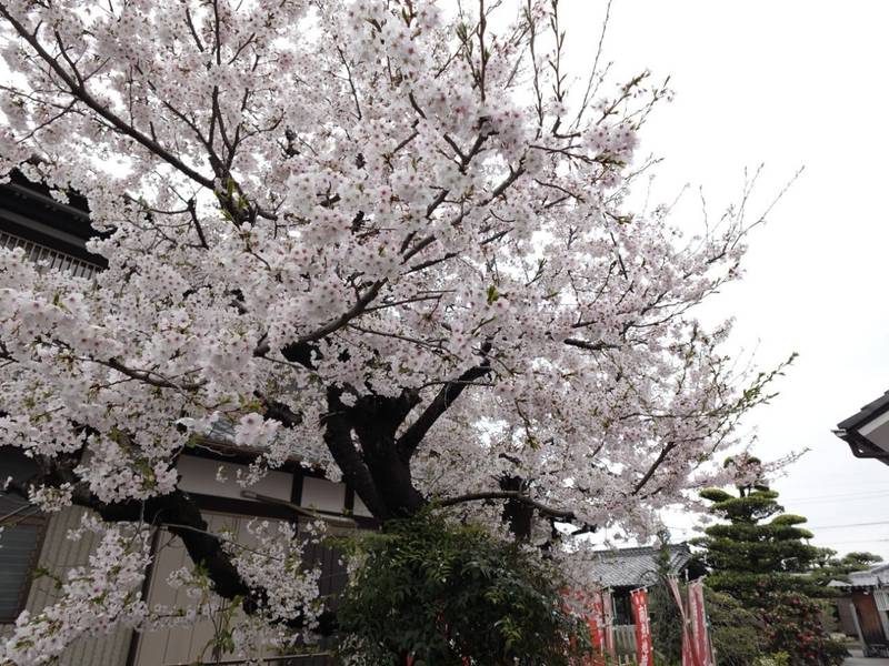 満蔵院,愛知県稲沢市中之庄町辻畑１０８