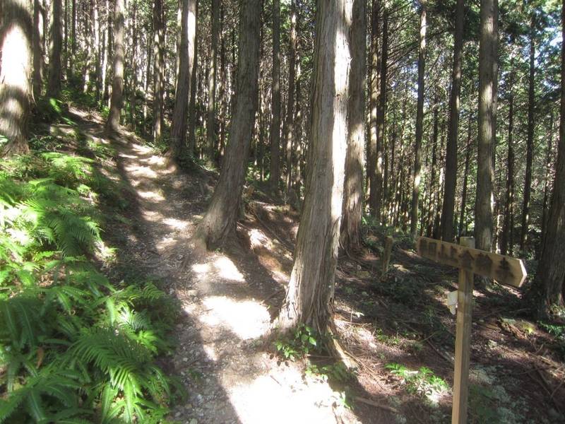 神尾山城    (神尾山城跡)