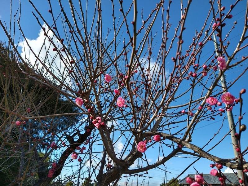 四軒在家観音堂,群馬県太田市新田村田町908