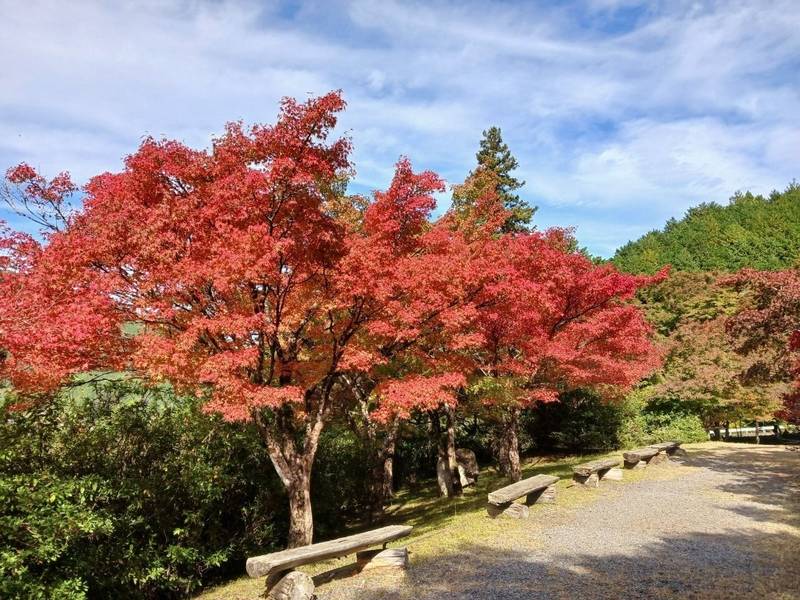 高源寺,兵庫県丹波市青垣町桧倉514