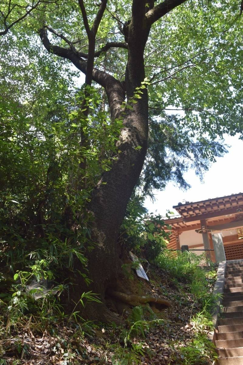 南吉見羽黒神社,埼玉県比企郡吉見町南吉見57