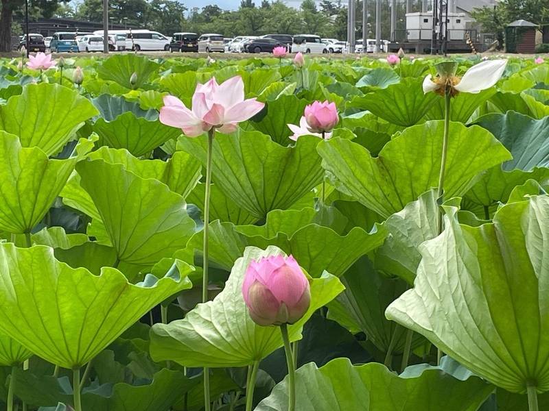 榊神社,新潟県上越市大手町４－１２