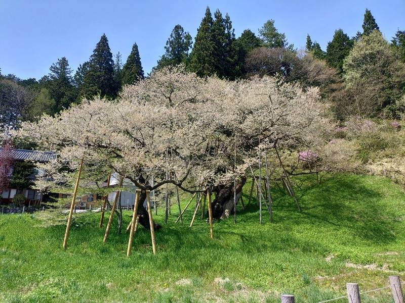 大幢寺,岐阜県高山市一之宮町２８８