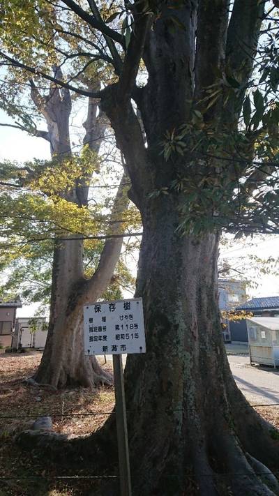 大渕菅原社,見どころ,竹りじゅ