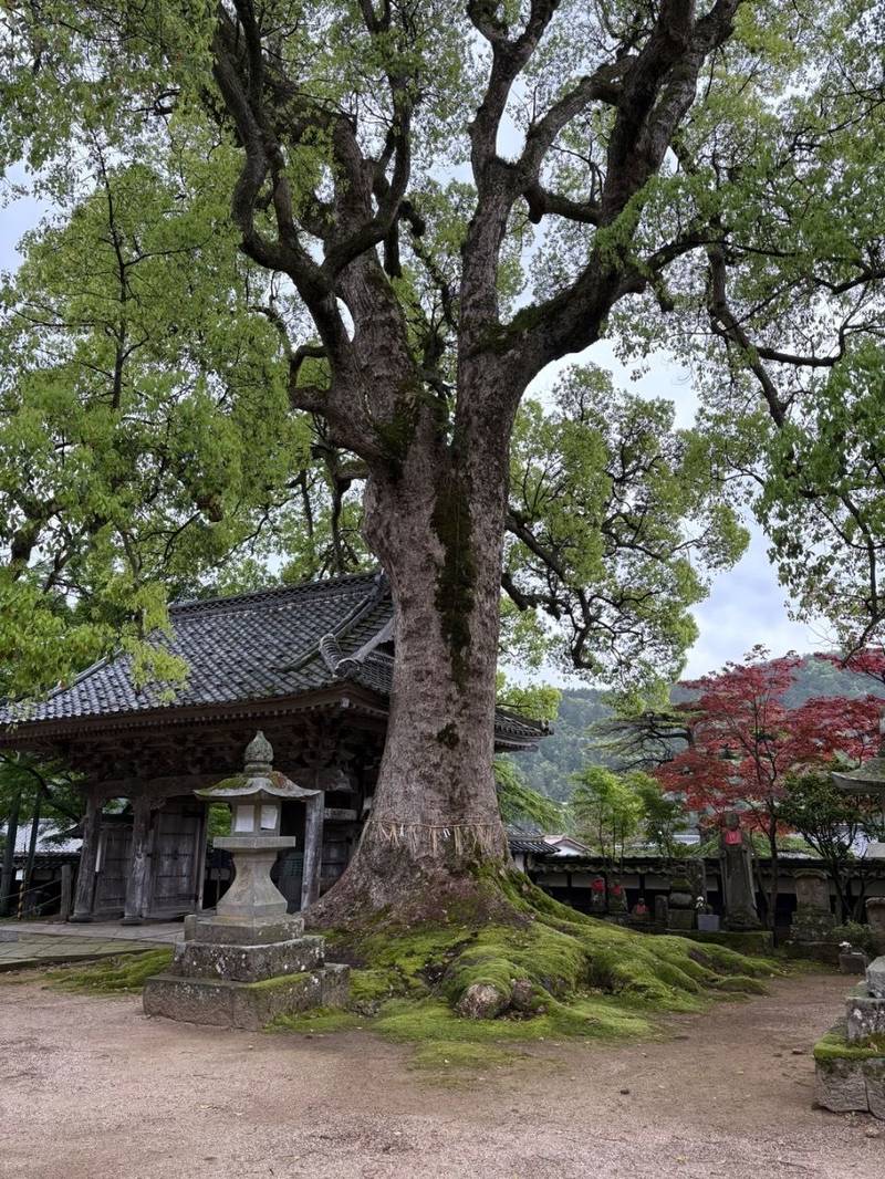 大乗寺,兵庫県美方郡香美町香住区森860