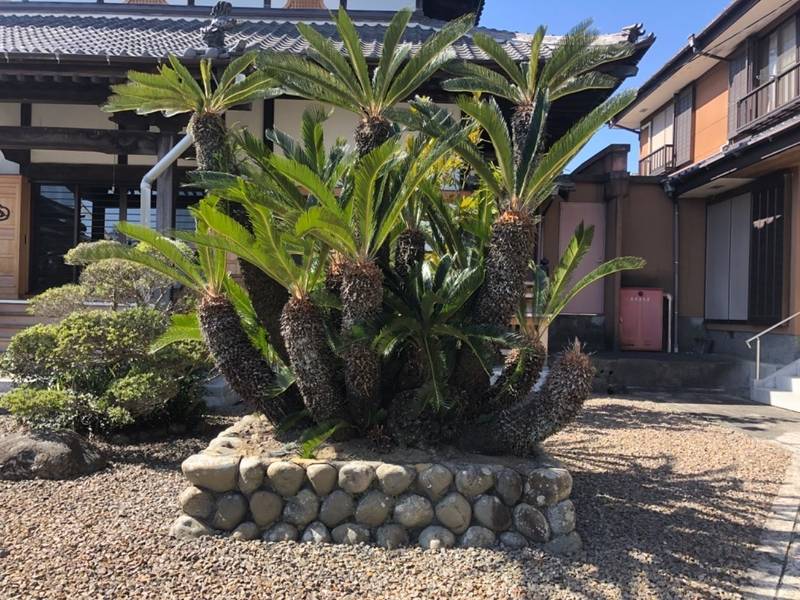 大覚寺,静岡県島田市金谷1811-1