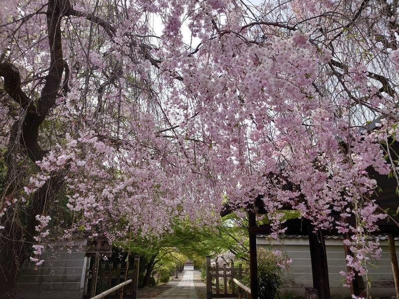 養源院,京都府京都市東山区三十三間堂廻り町656