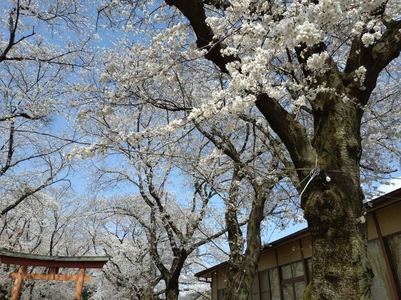 東蕗田天満社,茨城県結城郡八千代町東蕗田242