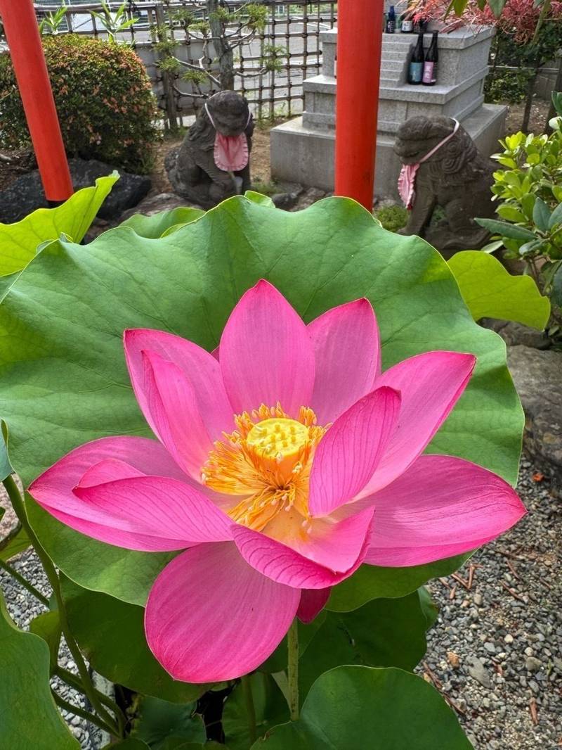 顕妙寺,宮城県塩竈市小松崎4-21