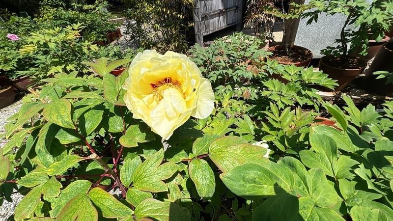 祥瑞山医王寺,兵庫県姫路市飾東町５０６