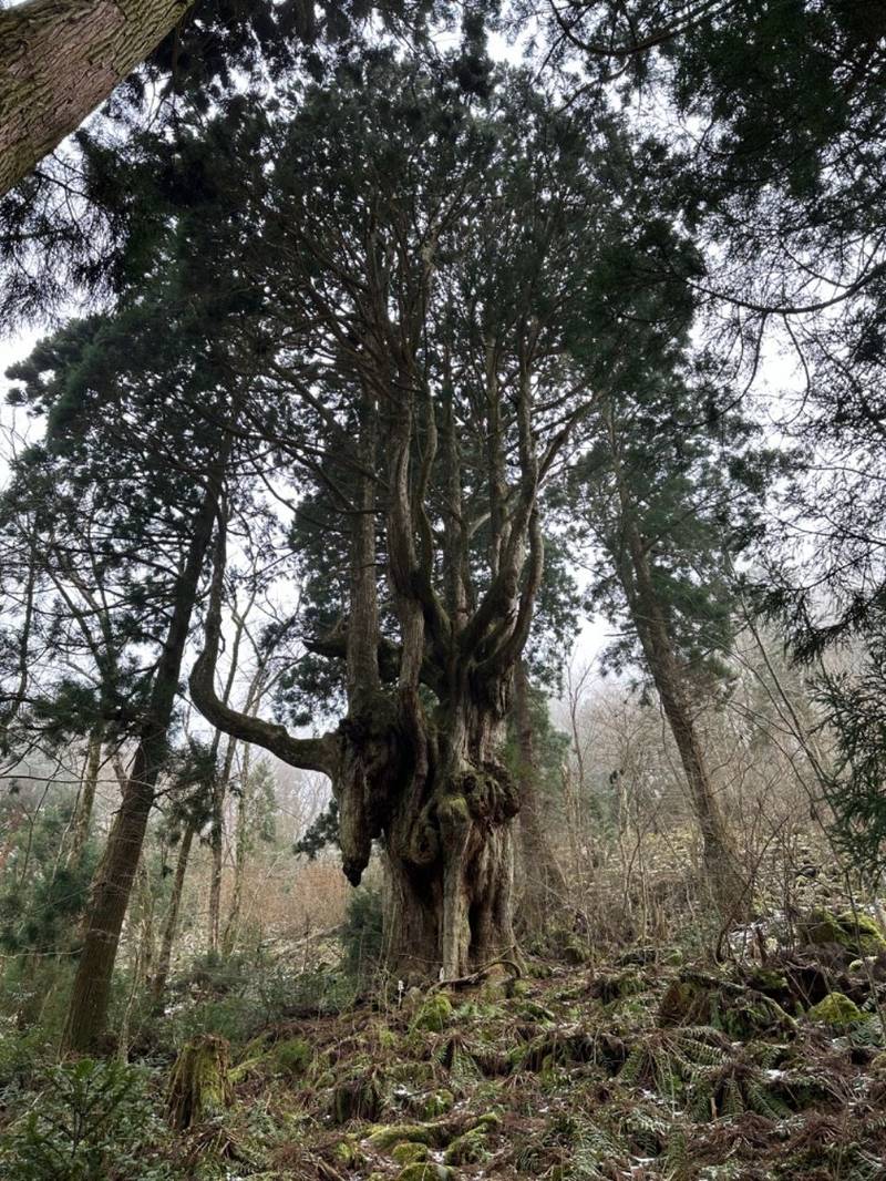 岩倉神社  (岩倉の乳房杉),島根県隠岐郡隠岐の島町布施