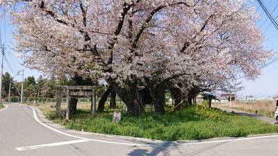 諏訪神社,見どころ,とも