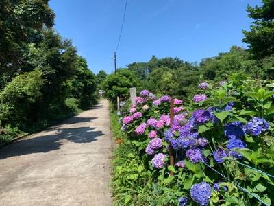 高塚八幡神社,見どころ,あらやクラブ