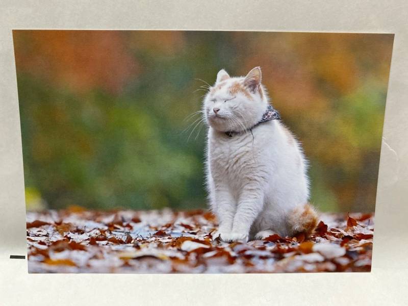 御誕生寺 猫寺 授与品 越前市 福井県 Omairi おまいり