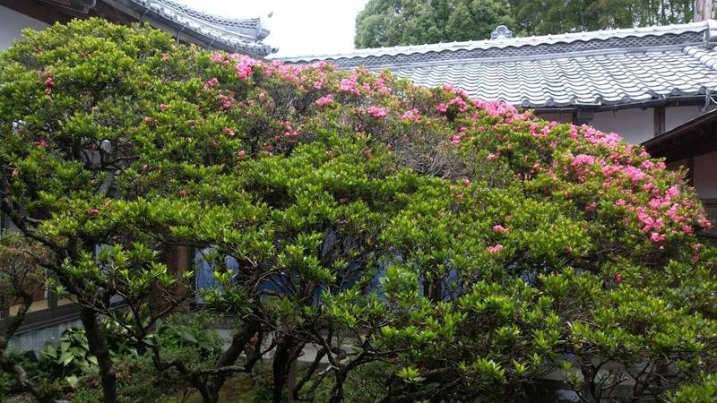 江西寺 (だるま寺),三重県鈴鹿市深溝町1614-1