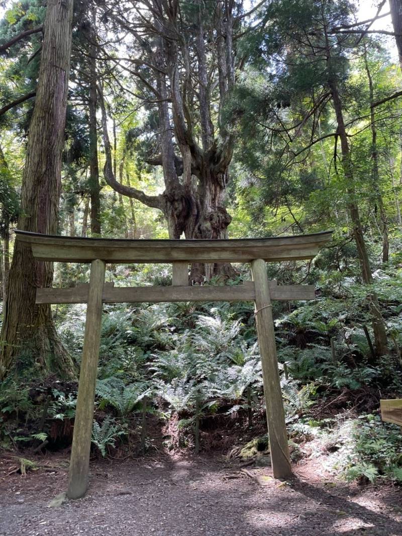 岩倉神社  (岩倉の乳房杉),島根県隠岐郡隠岐の島町布施