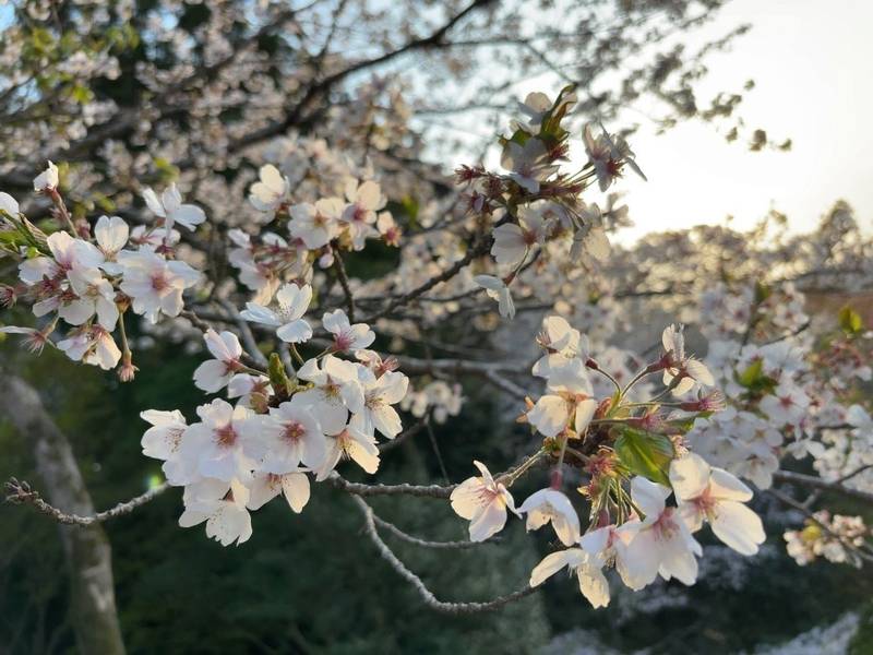 鎮国寺,福岡県宗像市吉田966