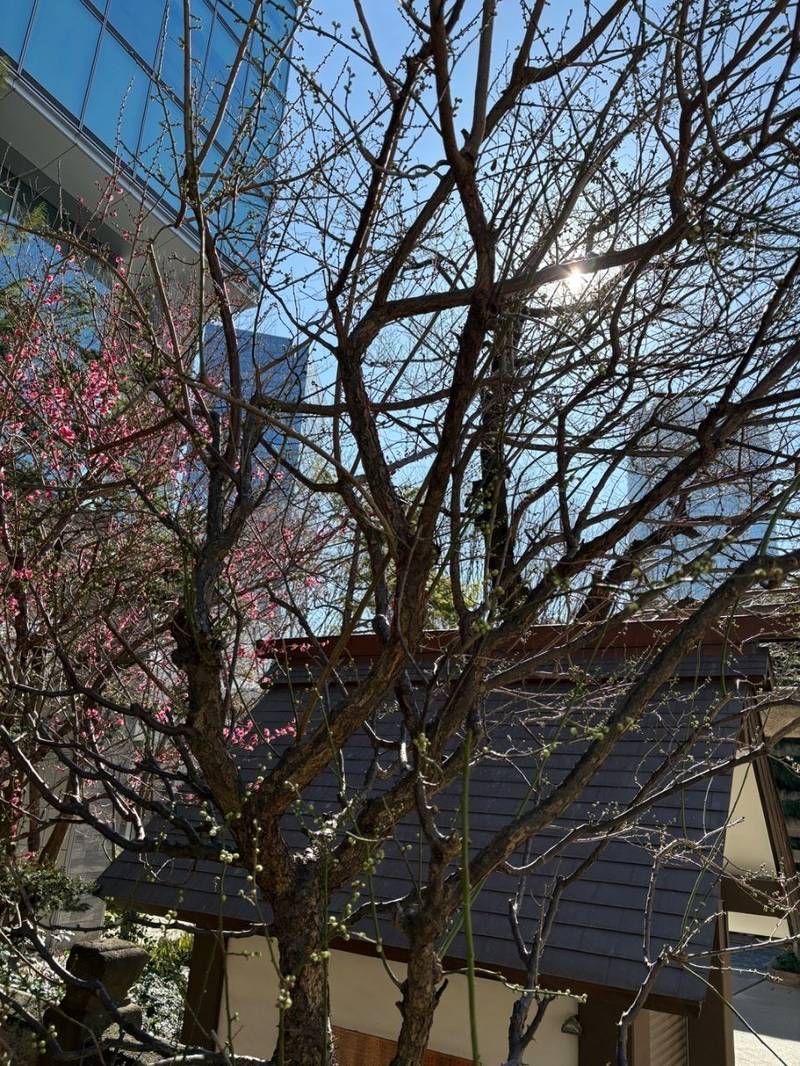 天祖神社 龍土神明宮,東京都港区六本木7-7-7