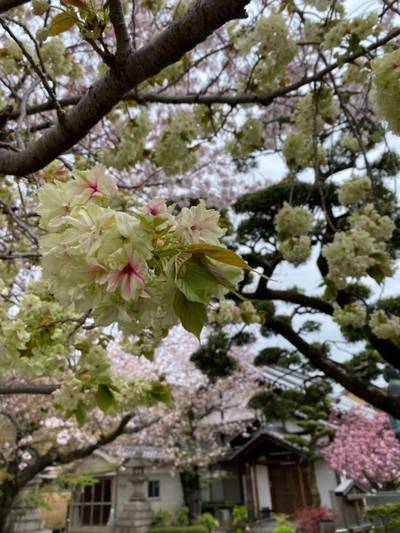 墨染寺,見どころ,宮清