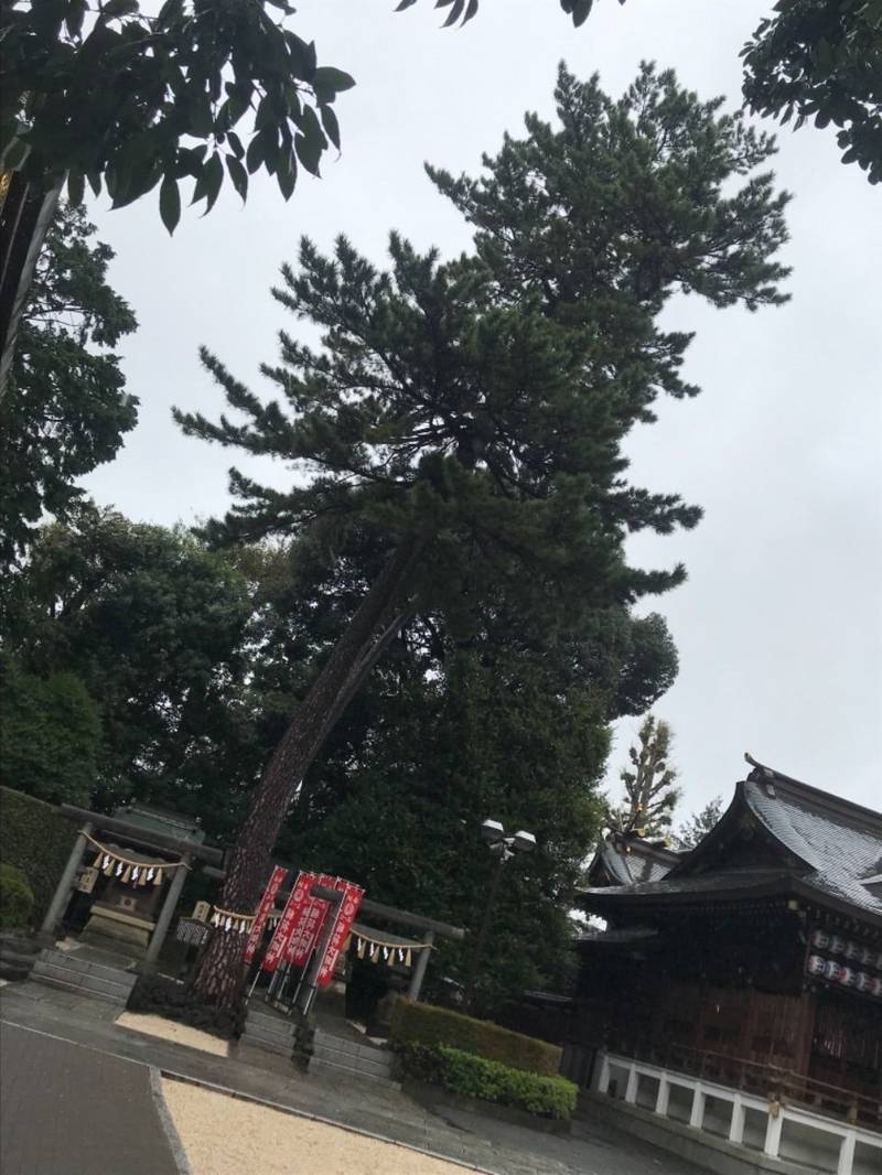 沼袋氷川神社,見どころ,はなこ
