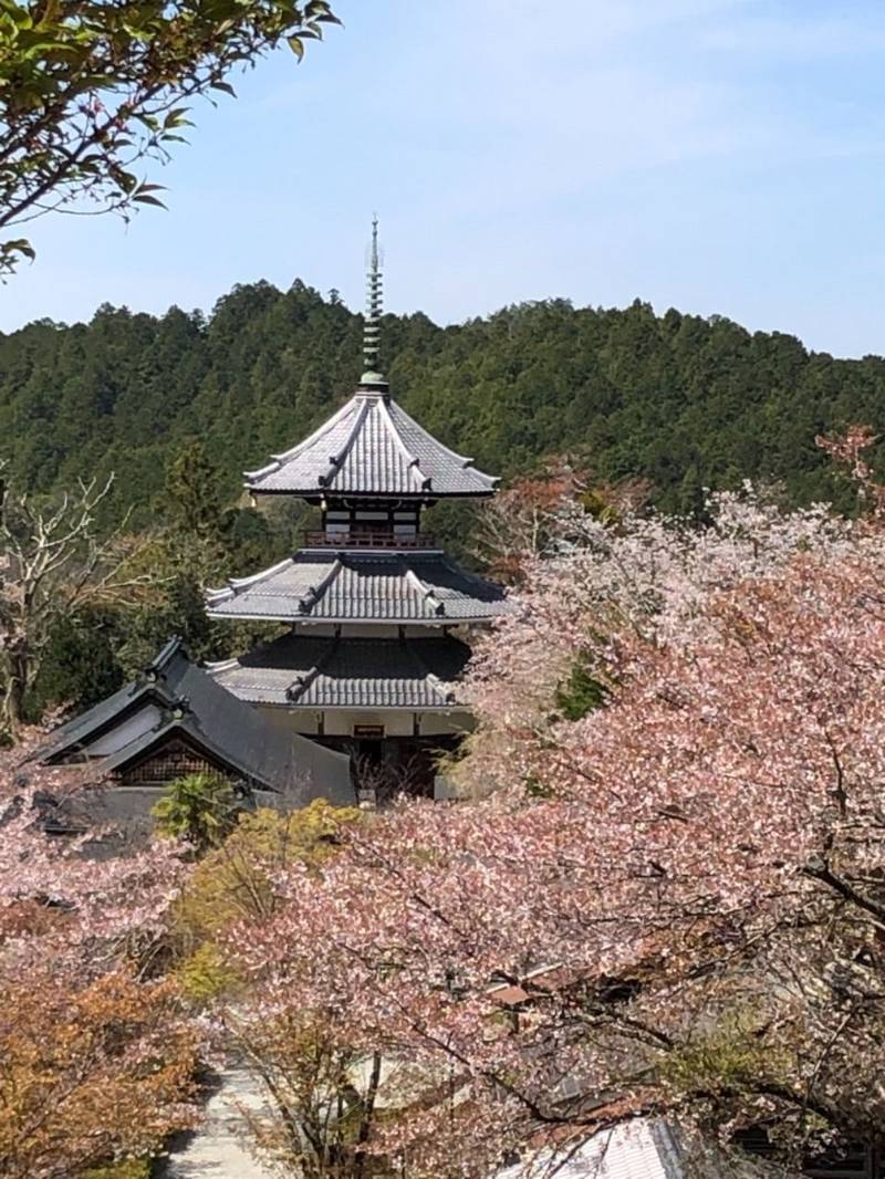 金峯山寺 見どころ - 吉野郡吉野町/奈良県 | Omairi(おまいり)