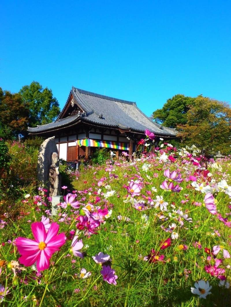 般若寺 見どころ 奈良市 奈良県 Omairi おまいり