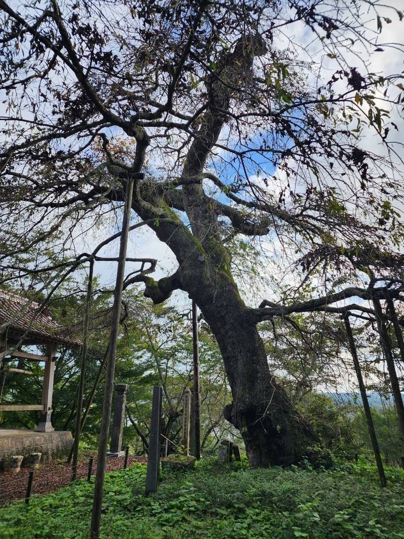 護真寺,福島県須賀川市横田158