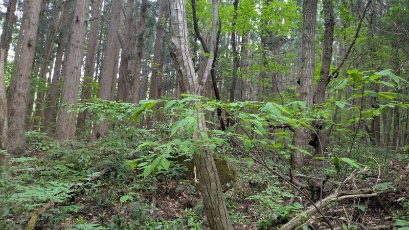 秋葉神社 (山形市蔵王上野),山形県山形市蔵王上野字大平2415-1