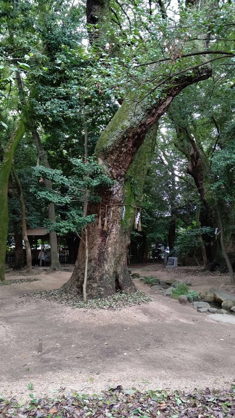 生田神社