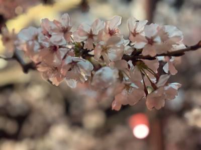 國鉾神社,周辺情報,niko1222