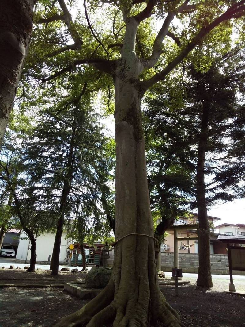 諏訪神社  (渋江),山形県山形市渋江２２４１