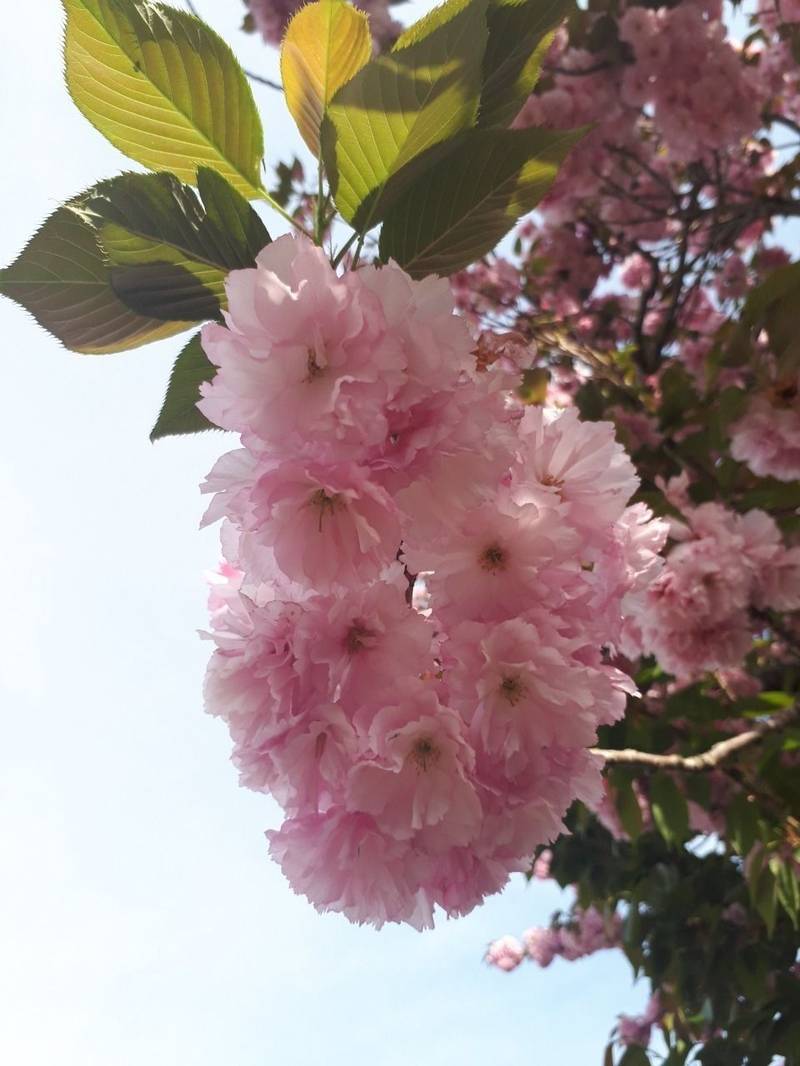 須賀神社,福岡県直方市新町1丁目８