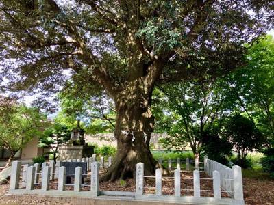 春日神社,見どころ,11293hy